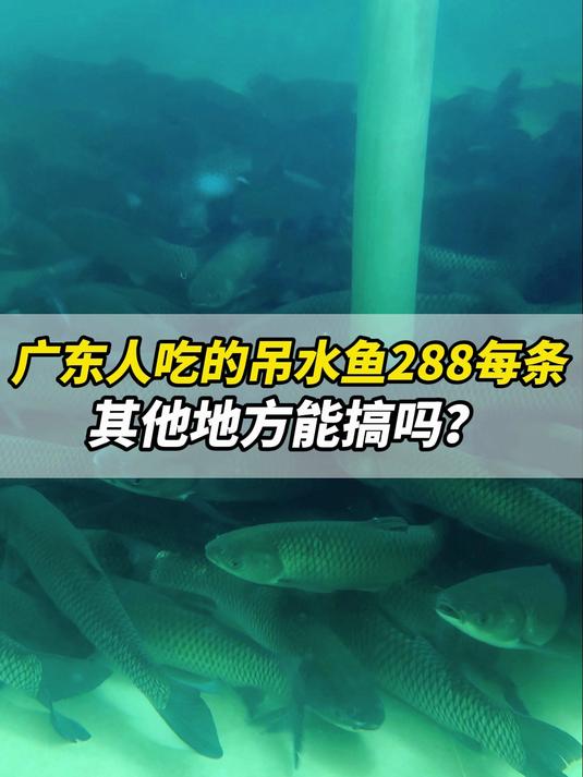 广东人吃的吊水鱼288每条,其他地方能搞吗?