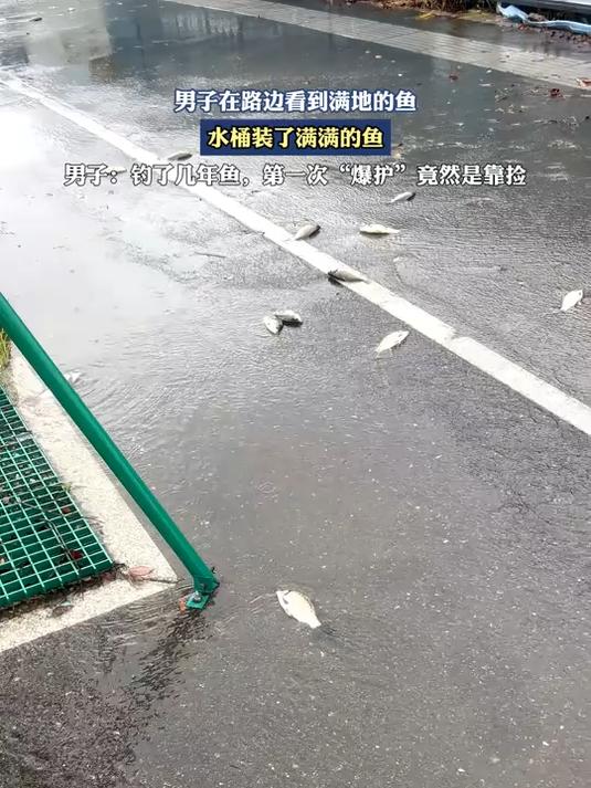男子在路边看到满地的鱼,水桶装了满满的鱼