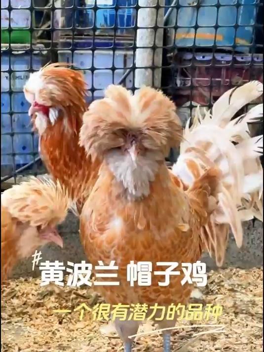 黄波兰帽子鸡,一个很有潜力的品种#观赏鸡##宠物鸡##养殖##养鸡##农村养殖##养鸡人#