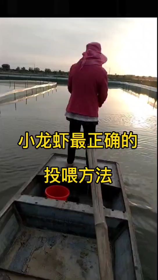 小龙虾最正确的投喂方法