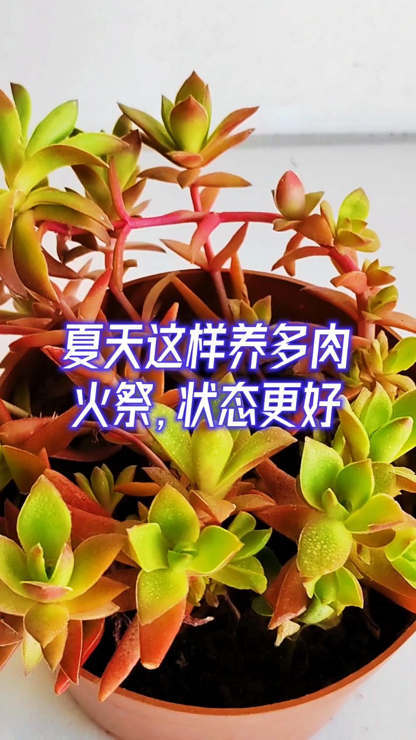夏天这样养多肉火祭,状态更好