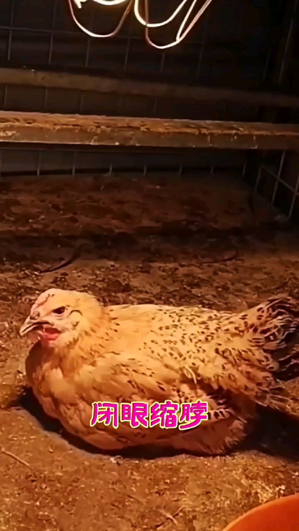 鸡群拉稀白痢排黄白绿粪便,打蔫不吃饭,就用这一招!