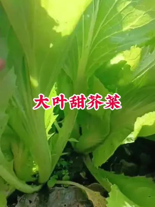 自家菜园种大叶甜芥菜,天然绿色,蔬菜种子优选