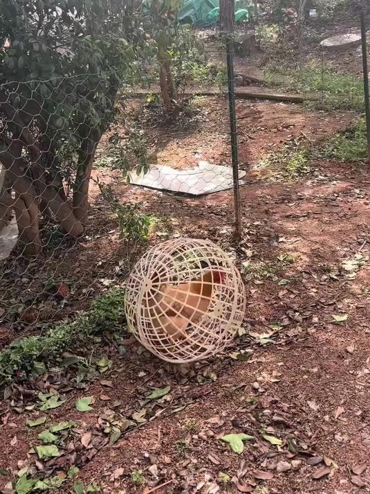 这样的养鸡方式还是头一次见，既是散养又能防止乱跑
