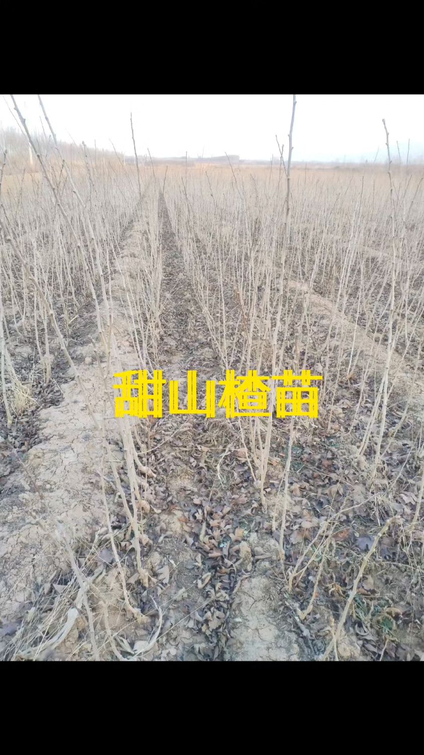 绛县中军园艺研究所2023春季甜山楂苗#脱贫攻坚耐旱寒耐脊薄果品首选#乡村振兴水果品种