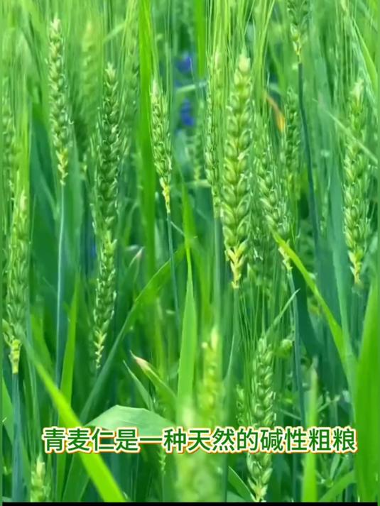 青麦仁中的膳食纤维含量较高,能促进肠道消化,老人小孩吃都很好