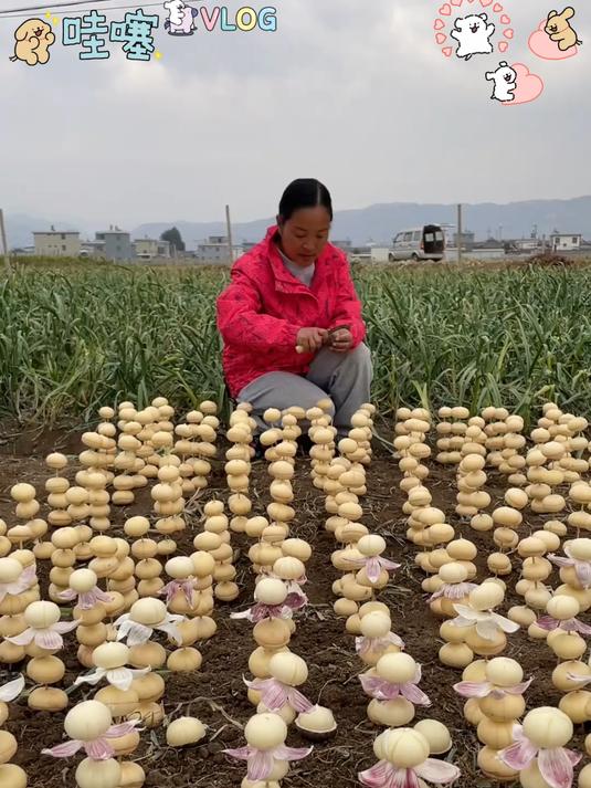 云南特产紫皮独头蒜炒菜特别香!