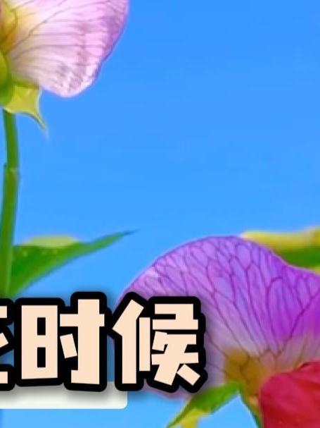 原来这些蔬菜开花的时候居然这么漂亮