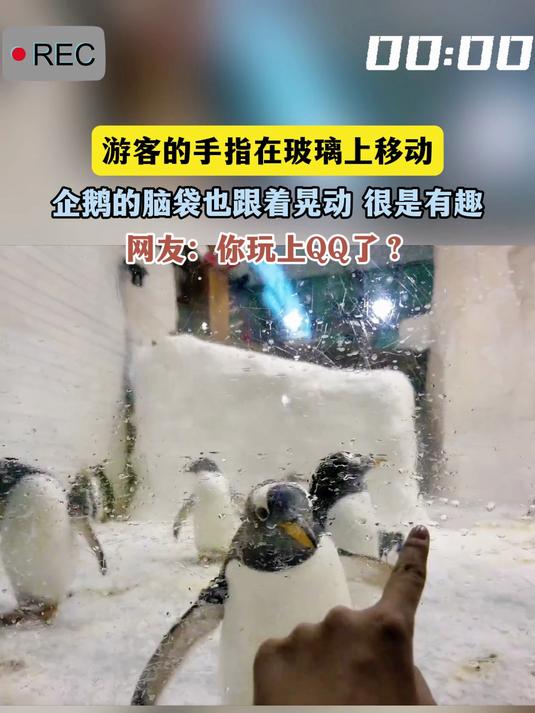 游客的手指在玻璃上移动,企鹅的脑袋也跟着晃动 很是有趣,网友:你玩上QQ了?