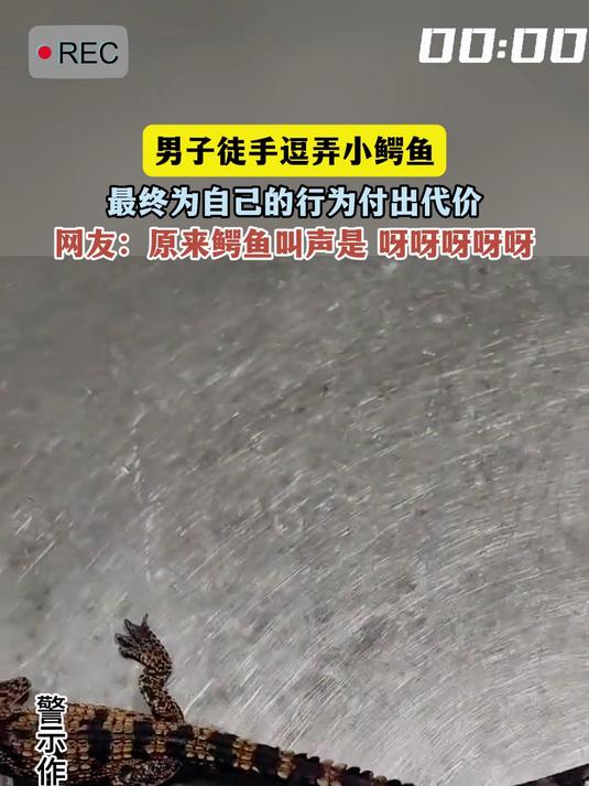 男子徒手逗弄小鳄鱼,最终为自己的行为付出代价,网友:原来鳄鱼叫声是 呀呀呀呀呀