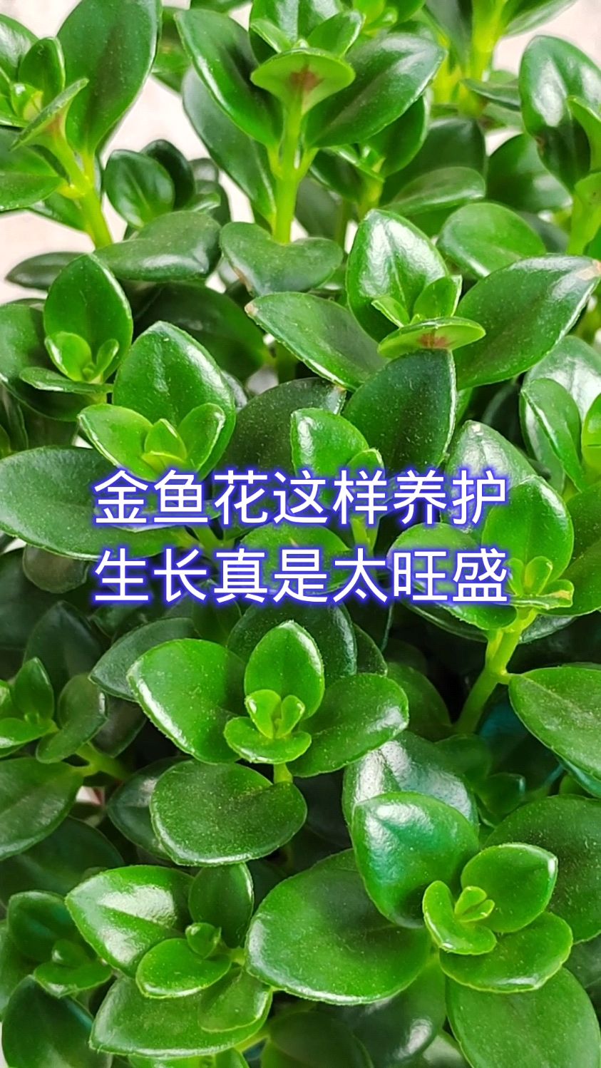 金鱼花这样养护,生长真是太旺盛!