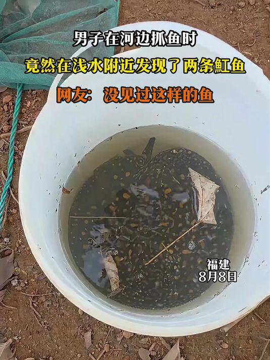 男子在河边抓鱼时，竟然在浅水附近发现了两条魟鱼
