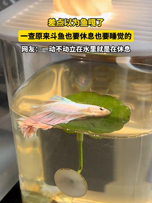 差点以为鱼嘎了,一查原来斗鱼也要休息也要睡觉的