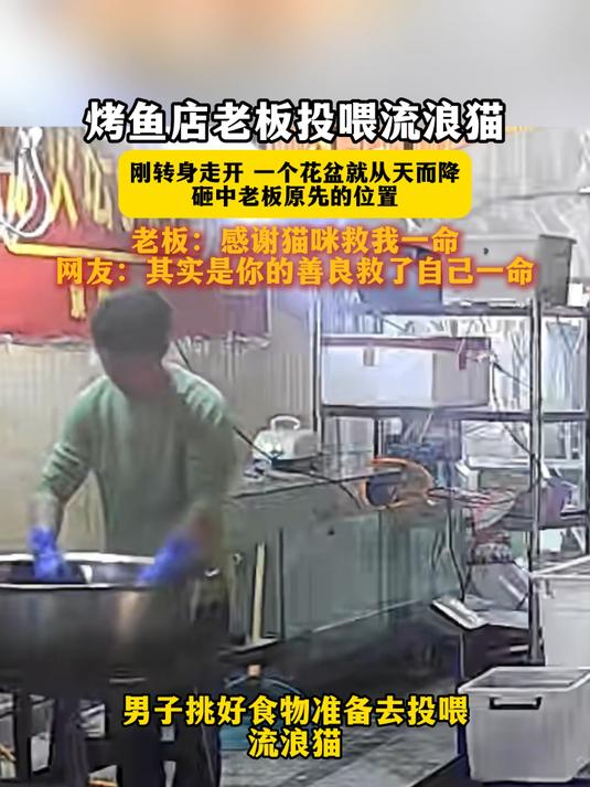 烤鱼店老板投喂流浪猫，刚转身走开 一个花盆就从天而降