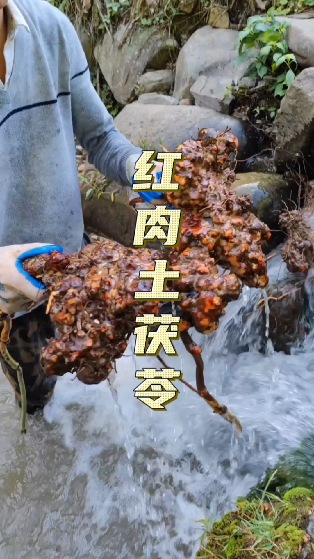 红肉土茯苓也叫赤土茯苓,经常挖来煲汤,就是比较费老母鸡#土茯苓 #红肉土茯苓
