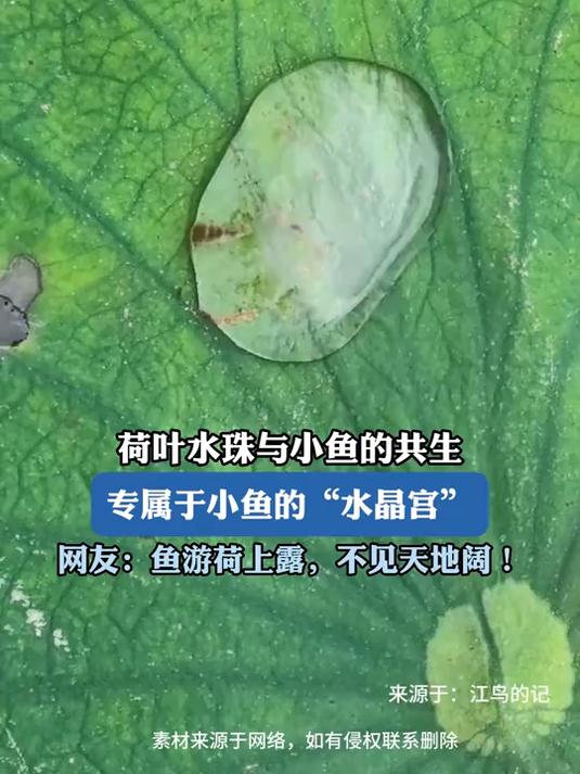 荷叶水珠与小鱼的共生,专属于小鱼的“水晶宫”