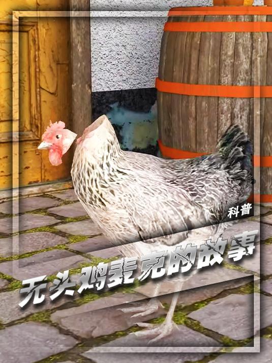 被砍下头却不死的鸡,无头鸡麦克的故事