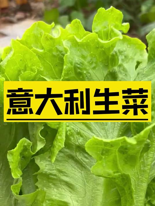 种一次采收五六茬,意大利生菜自愈力超强,沙拉灵魂菜非它莫属