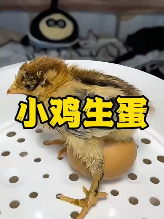 小鸡生蛋