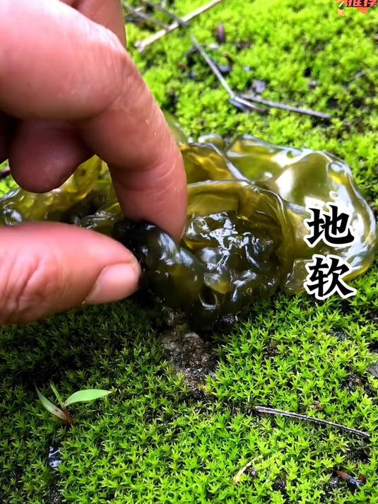 被誉为“野菜之王”雨后才能找到的地皮菜