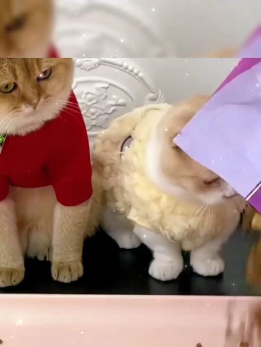 猫咪吃的嘎嘎香,里面添加的三文鱼和甜菜粕等膳食纤维,适口性好