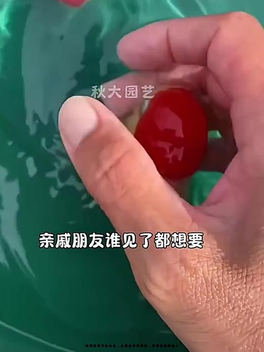 鹤顶红狮子头金鱼,头顶牡丹尾似拖,好看易养超迷人