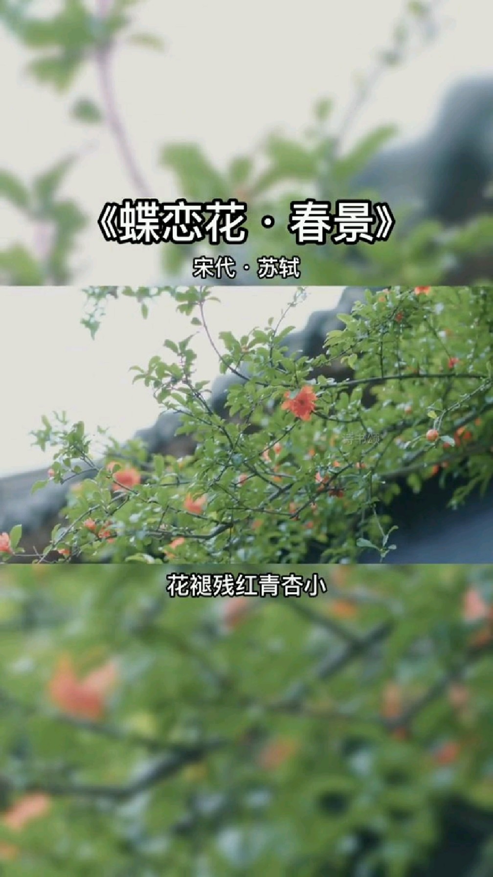 苏轼《蝶恋花·春景》——枝上柳绵吹又少,天涯何处无芳草