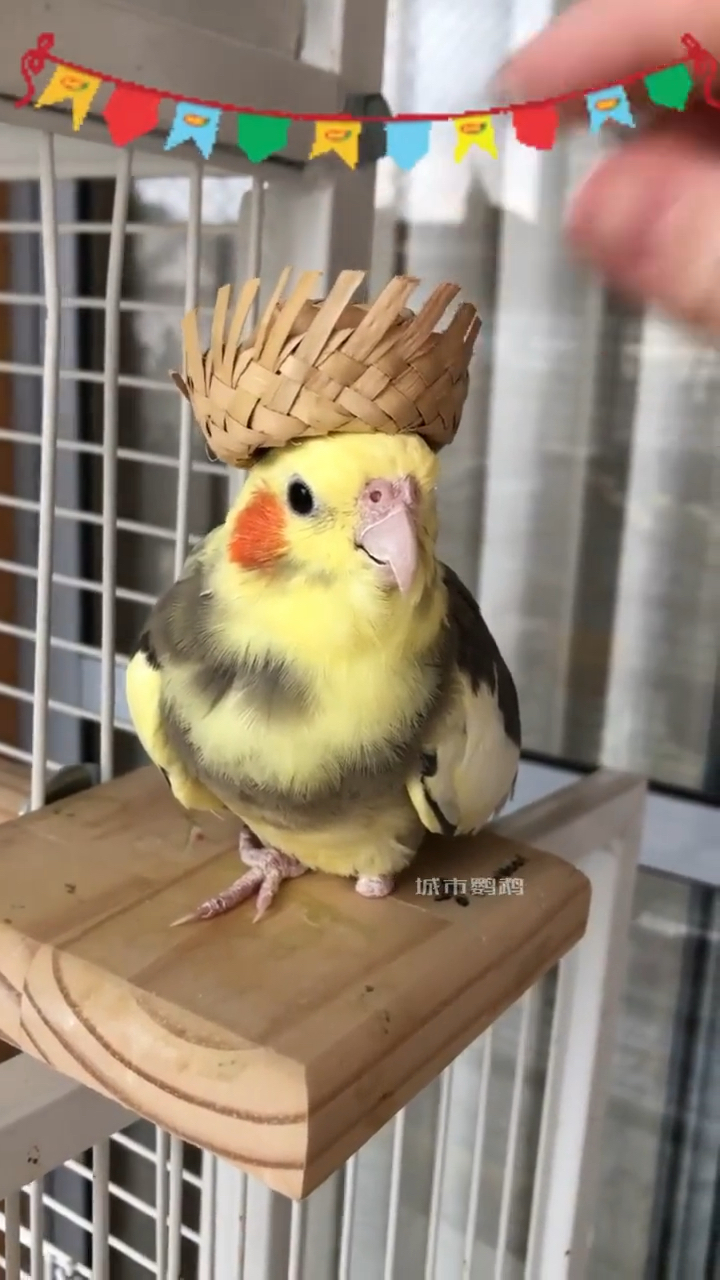 爷爷编的小篓子,刚好适合它做个小帽子