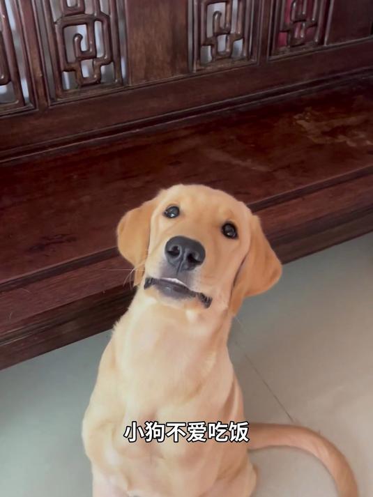 1个视频告诉你，狗罐头买什么牌子好