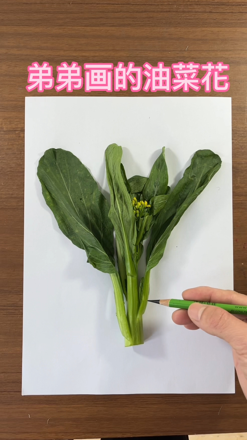 弟弟画的油菜花