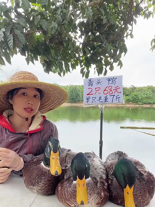 散养土鸭，10多块一斤
