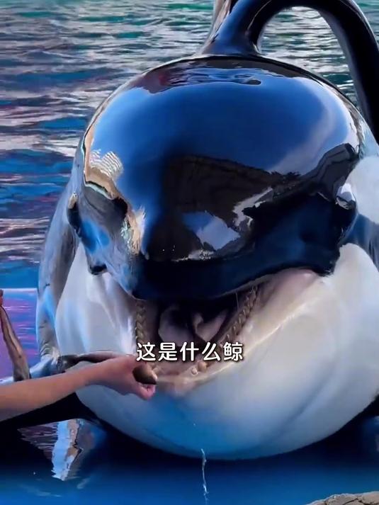 分享14种海洋巨无霸-鲸鱼,你见过几种呢