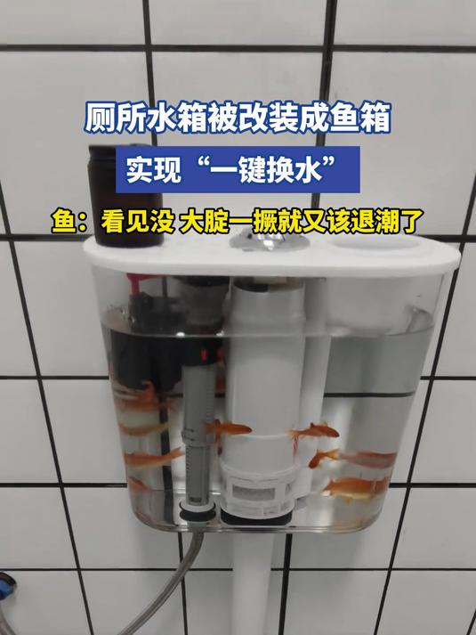 厕所水箱被改装成鱼箱,实现“一键换水”