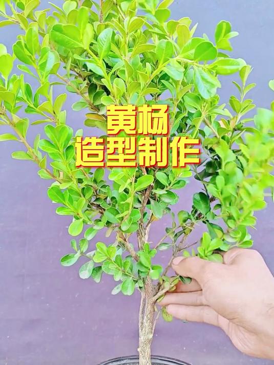 黄杨盆景造型制作分享