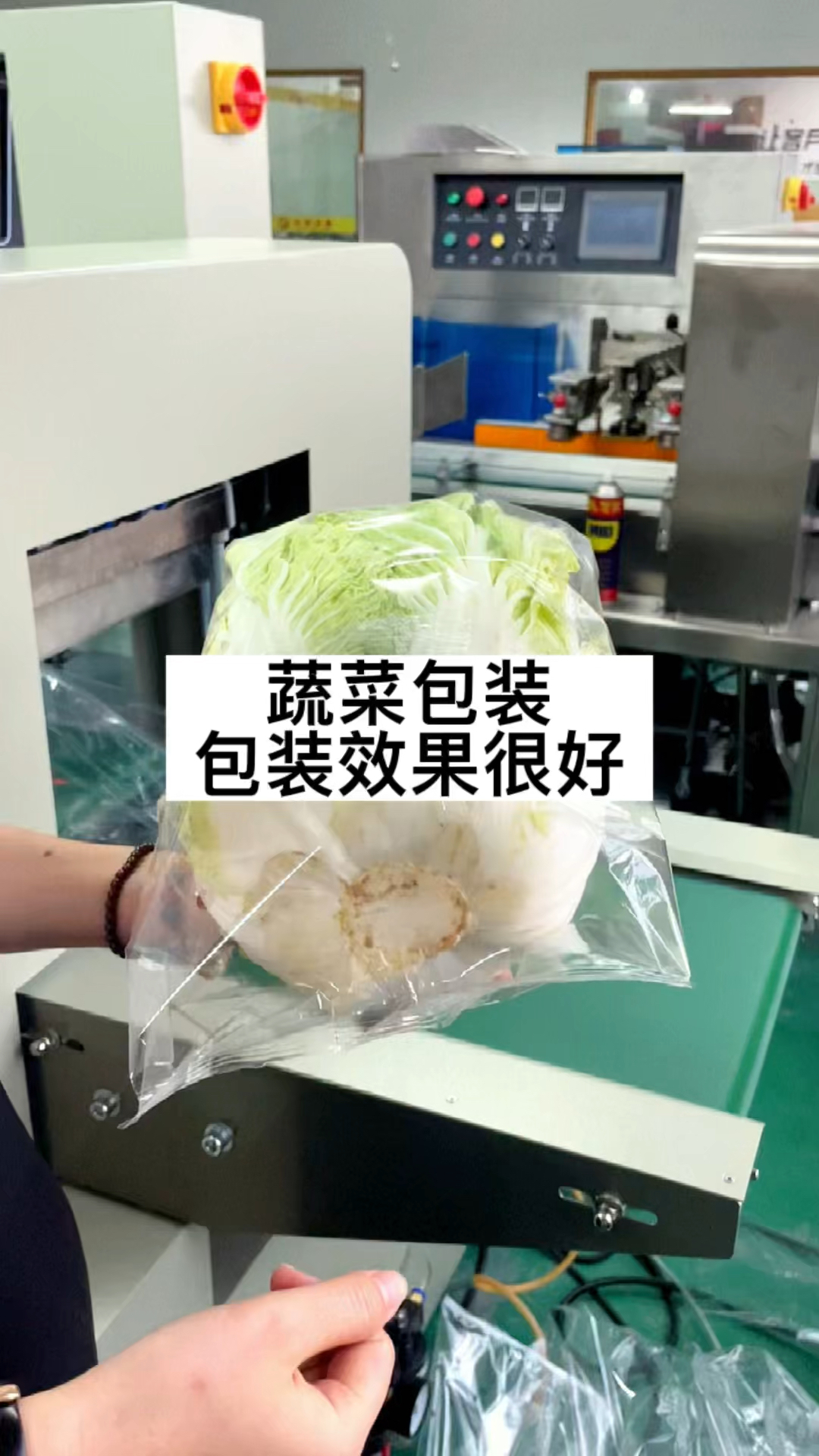 大白菜包装完成后展示效果 蔬菜包装机 青菜包装机 枕式包装机