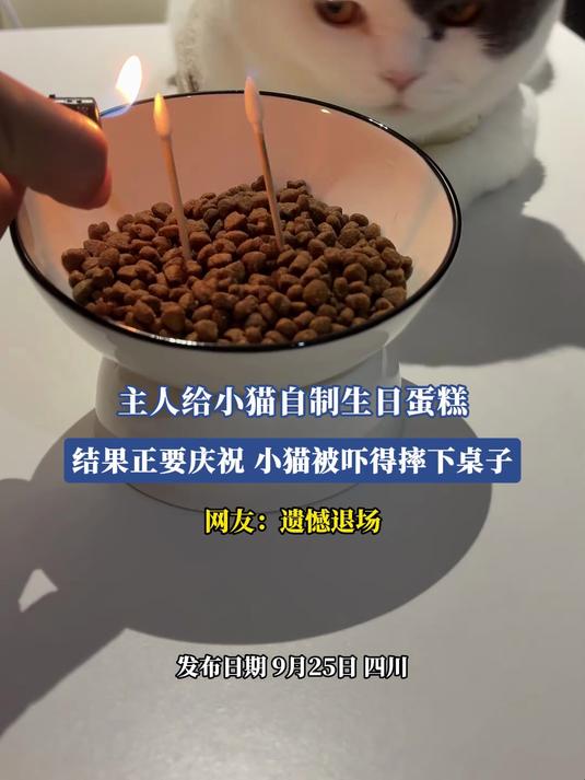 主人给小猫自制生日蛋糕,结果正要庆祝,小猫被吓得摔下桌子