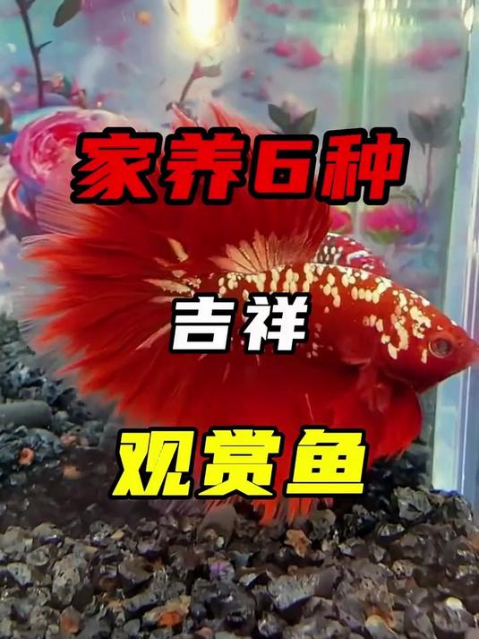 家养6种吉祥观赏鱼，喜事不断富贵有余！新手养鱼