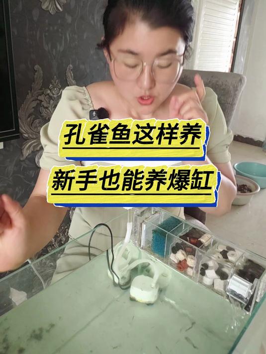 如何把孔雀鱼养到爆缸,新手学会以下几点也能轻松做到