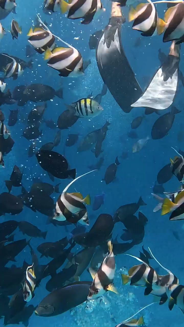 鱼儿在大海里的样子,比在鱼缸里美多了