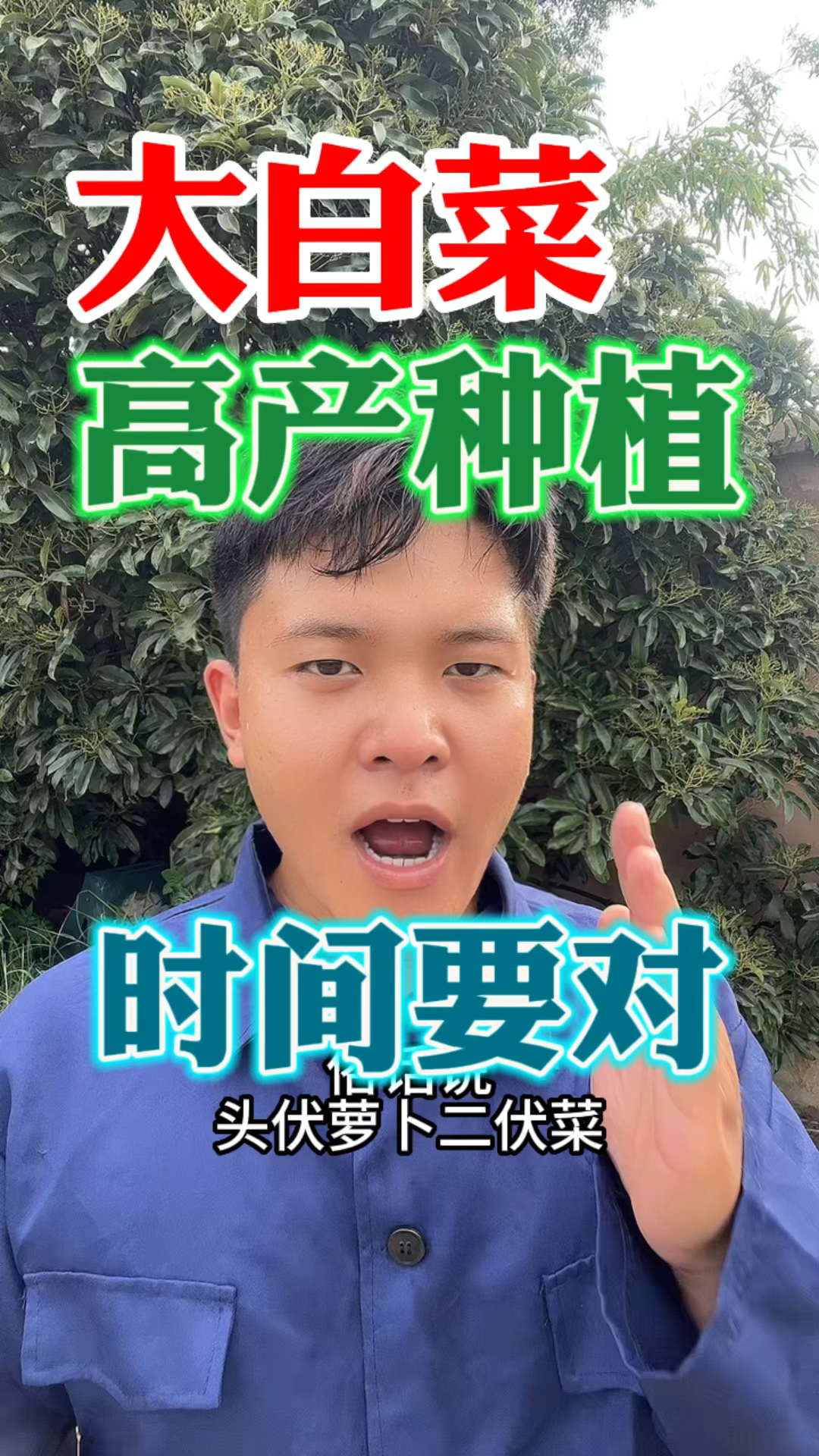 大白菜种植时间