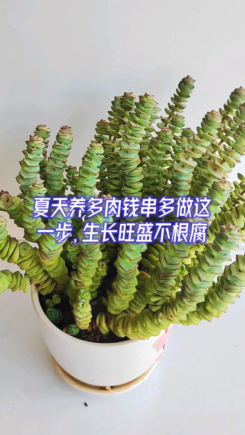 夏天养多肉钱串多做这一步,生长旺盛不根腐