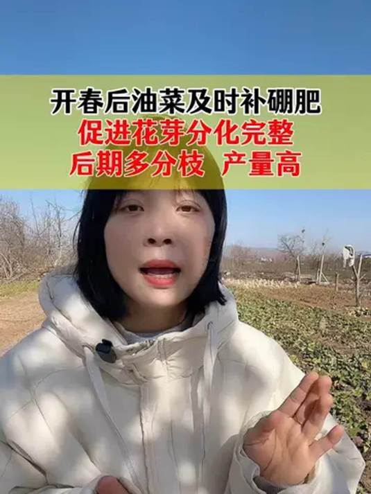 开春油菜补硼肥 花芽分化好 结荚多籽粒饱产量高