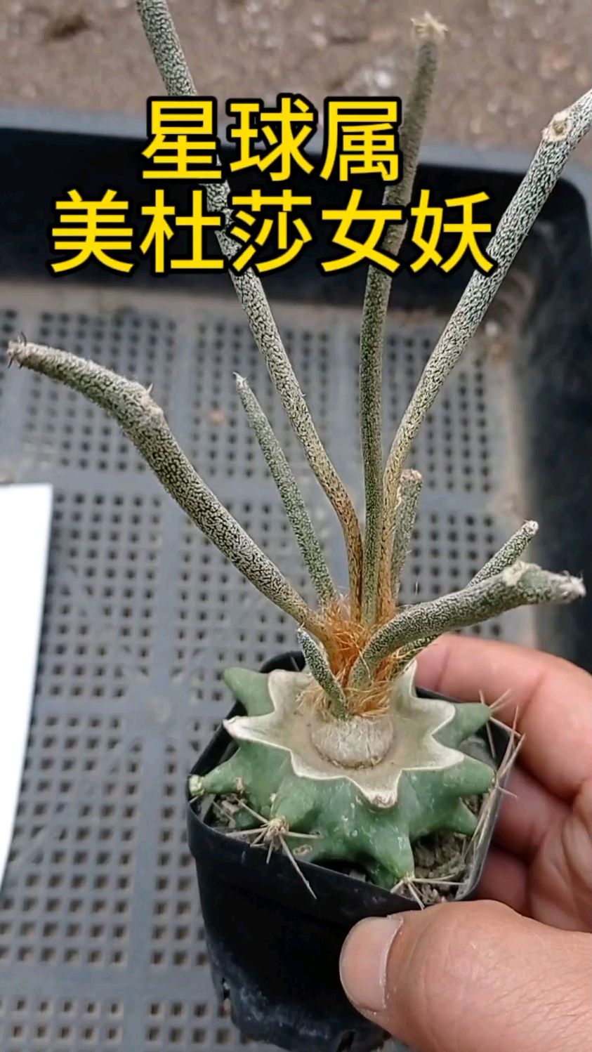 美杜莎仙人球,星球属,枝条粗壮易开花。
