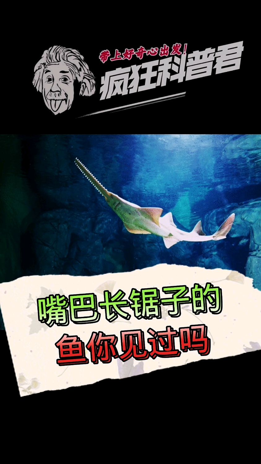 距鳐鱼你见过吗?