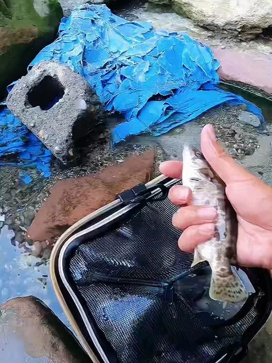 路亚继续中鱼！由此看来，看来目前沱江全流域都有翘嘴鳜鱼了