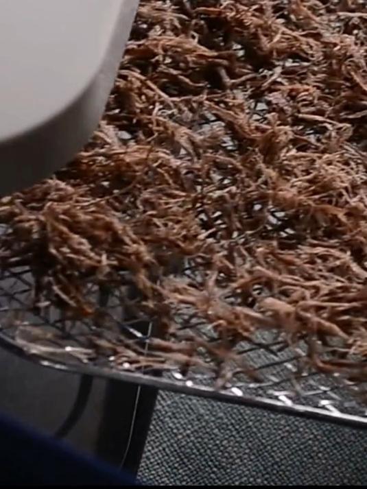 英国摩飞干果机小型果蔬烘干机 宠物零食品肉干风干机 一机多用