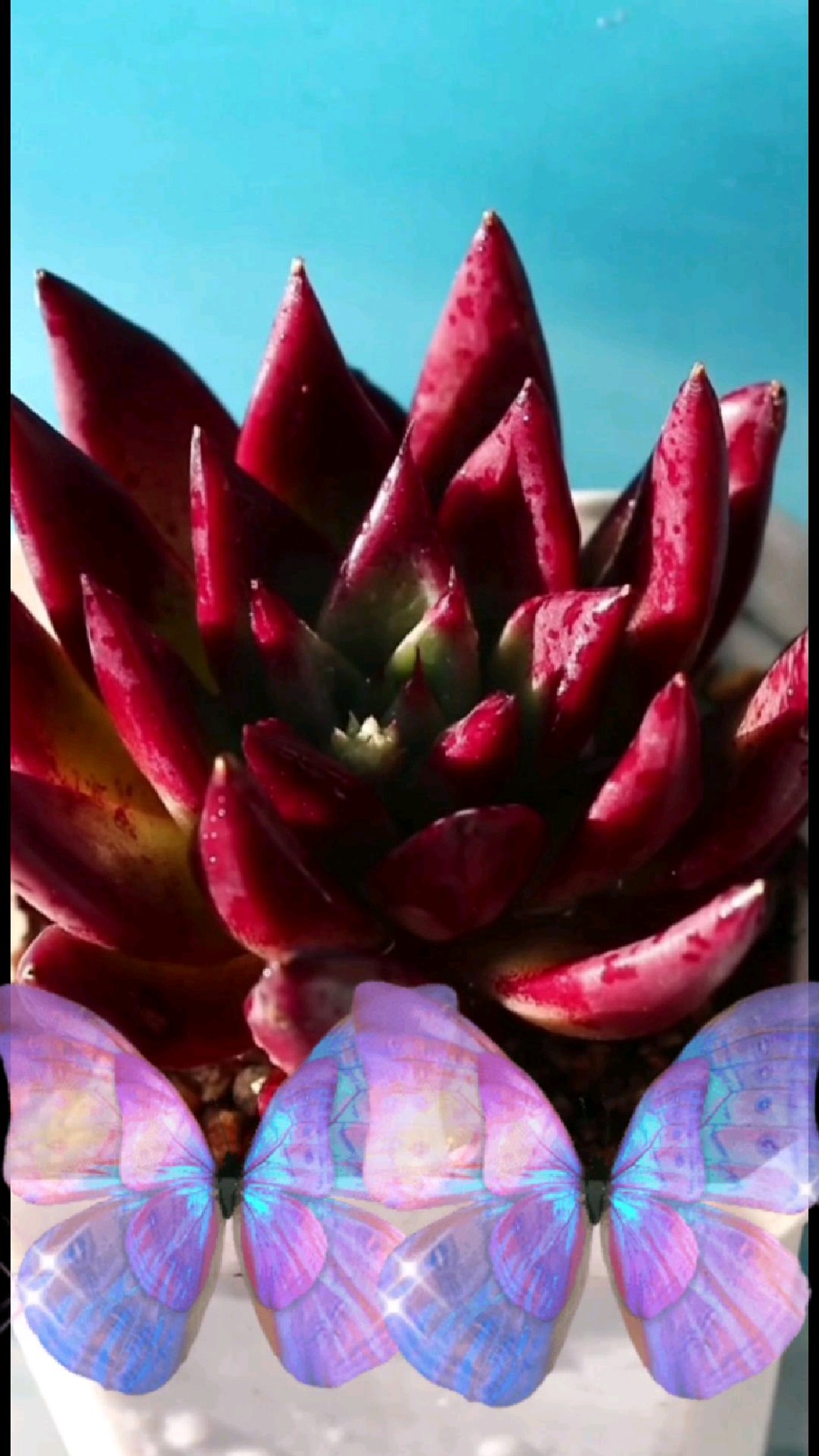 认多肉.养多肉之红灵魂,只要光照充足,它一年四季都红红火火