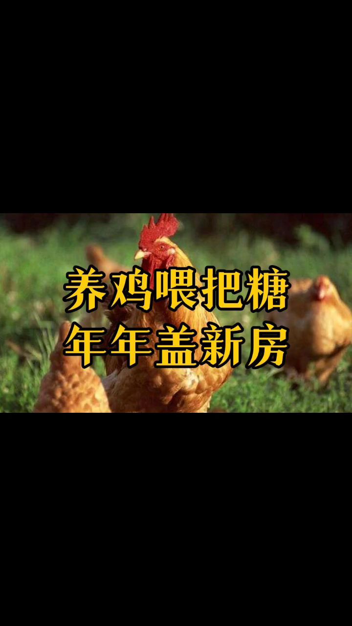 养鸡喂把糖 年年盖新房