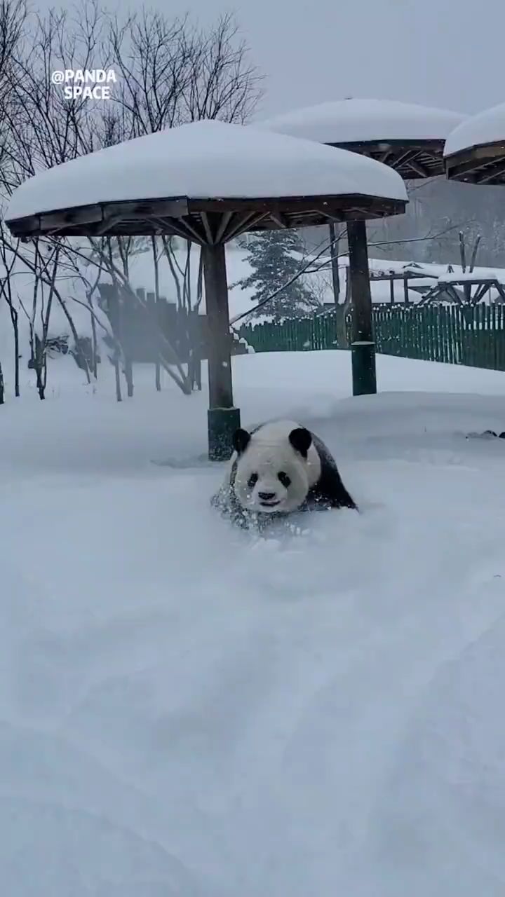 思嘉公主玩嗨了|||#大熊猫#手机壁纸#微信头像#