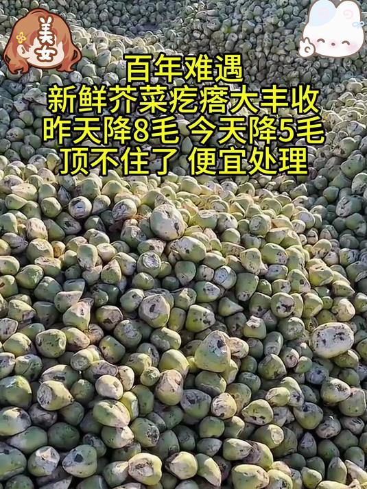 芥菜疙瘩丰收了!口感特别好_ 家乡的味道_ 下饭神器
